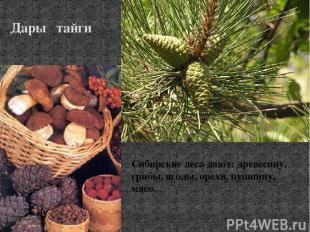 Дары тайги Сибирские леса дают: древесину, грибы, ягоды, орехи, пушнину, мясо.