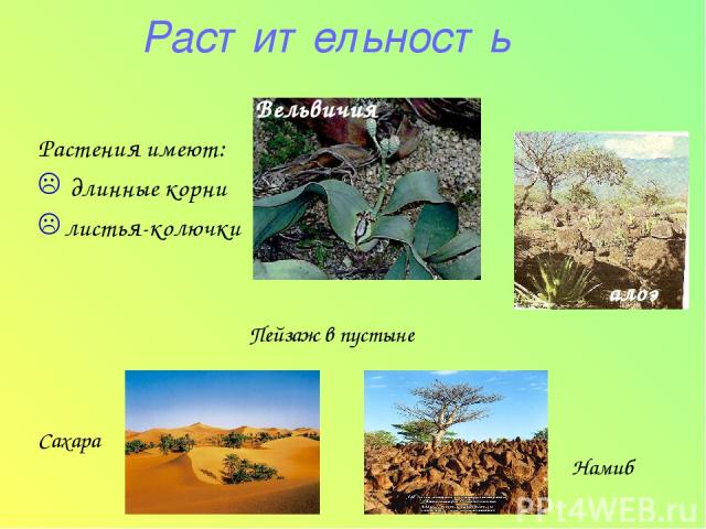 Растительность Растения имеют: длинные корни листья-колючки Вельвичия Пейзаж в пустыне Сахара Намиб алоэ