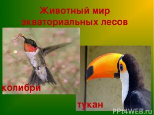 Животный мир экваториальных лесов колибри тукан