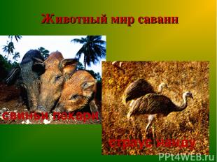 Животный мир саванн свиньи пекари страус нанду