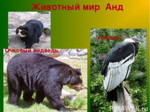 Животный мир Анд кондор Очковый медведь