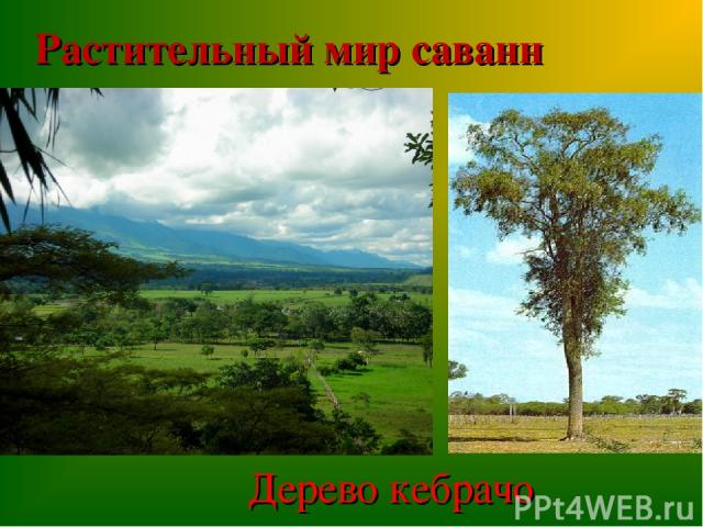 Растительный мир саванн Дерево кебрачо