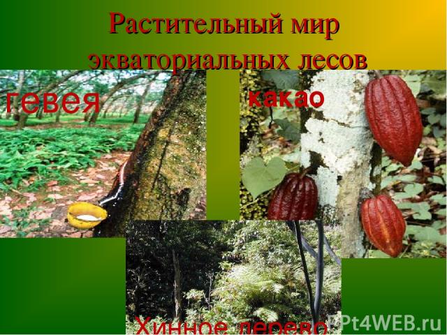 Растительный мир экваториальных лесов гевея какао Хинное дерево
