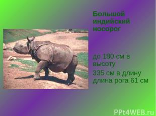 Большой индийский носорог до 180 см в высоту 335 см в длину длина рога 61 см.