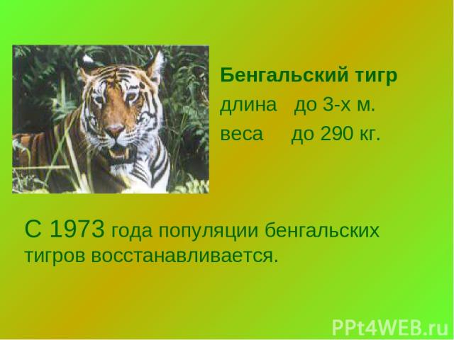 С 1973 года популяции бенгальских тигров восстанавливается. Бенгальский тигр длина до 3-х м. веса до 290 кг.