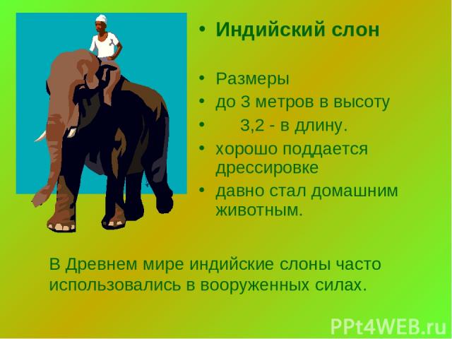 Индийский слон Размеры до 3 метров в высоту 3,2 - в длину. хорошо поддается дрессировке давно стал домашним животным. В Древнем мире индийские слоны часто использовались в вооруженных силах.