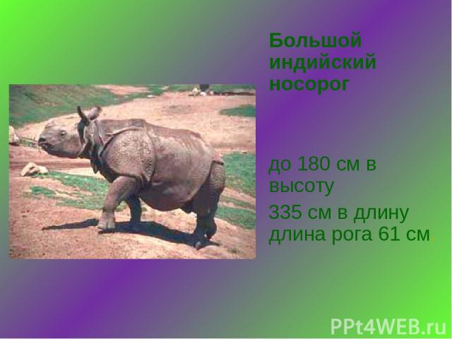 Большой индийский носорог до 180 см в высоту 335 см в длину длина рога 61 см.