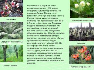 Растительный мир Камчатки насчитывает около 1200 видов сосудистых (высших) расте