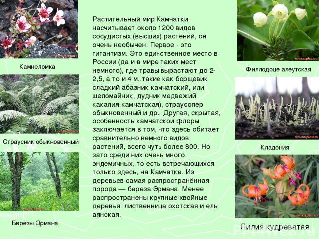 Растительный мир Камчатки насчитывает около 1200 видов сосудистых (высших) растений, он очень необычен. Первое - это гигантизм. Это единственное место в России (да и в мире таких мест немного), где травы вырастают до 2-2,5, а то и 4 м.,такие как бор…