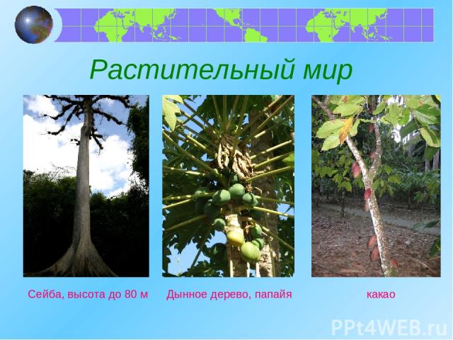Растительный мир Сейба, высота до 80 м Дынное дерево, папайя какао