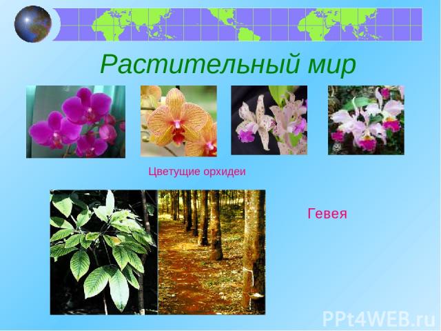 Растительный мир Цветущие орхидеи Гевея