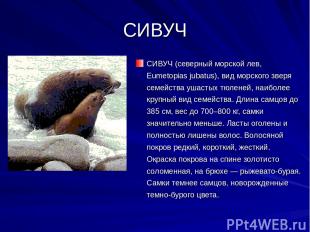 СИВУЧ СИВУЧ (северный морской лев, Eumetopias jubatus), вид морского зверя семей