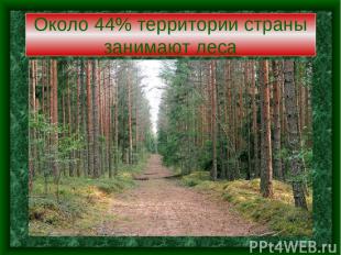 Около 44% территории страны занимают леса