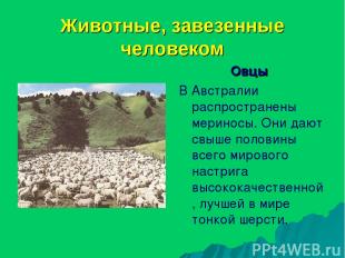 Животные, завезенные человеком Овцы В Австралии распространены мериносы. Они даю