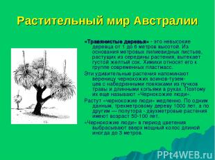 Растительный мир Австралии «Травянистые деревья» - это невысокие деревца от 1 до