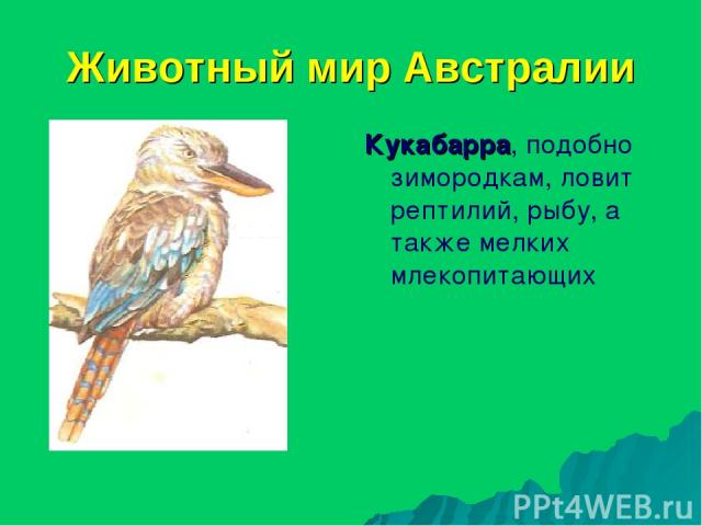 Животный мир Австралии Кукабарра, подобно зимородкам, ловит рептилий, рыбу, а также мелких млекопитающих