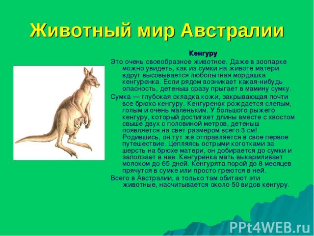 Животный мир Австралии Кенгуру Это очень своеобразное животное. Даже в зоопарке можно увидеть, как из сумки на животе матери вдруг высовывается любопытная мордашка кенгуренка. Если рядом возникает какая-нибудь опасность, детеныш сразу прыгает в мами…