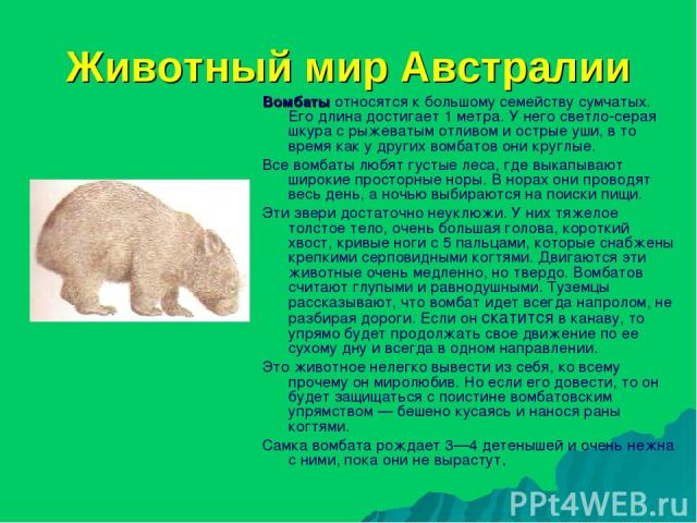 Животный мир Австралии Вомбаты относятся к большому семейству сумчатых. Его длина достигает 1 метра. У него светло-серая шкура с рыжеватым отливом и острые уши, в то время как у других вомбатов они круглые. Все вомбаты любят густые леса, где выкапыв…