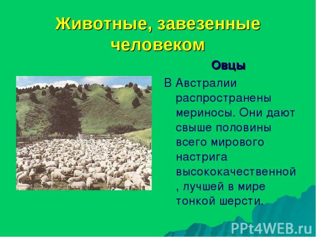 Животные, завезенные человеком Овцы В Австралии распространены мериносы. Они дают свыше половины всего мирового настрига высококачественной, лучшей в мире тонкой шерсти.