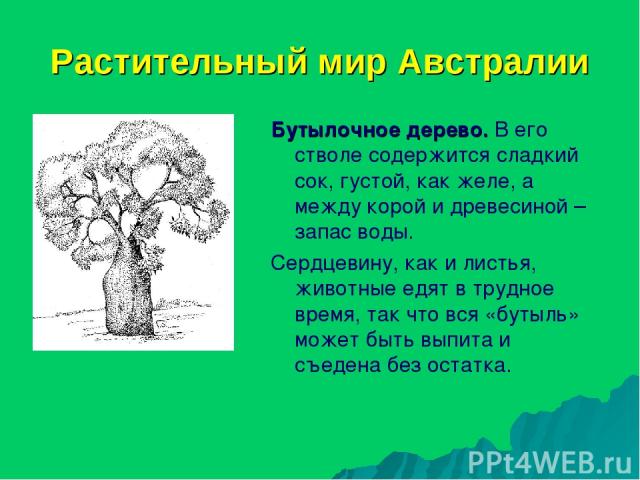 Растительный мир Австралии Бутылочное дерево. В его стволе содержится сладкий сок, густой, как желе, а между корой и древесиной – запас воды. Сердцевину, как и листья, животные едят в трудное время, так что вся «бутыль» может быть выпита и съедена б…