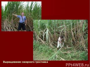 Выращивание сахарного тростника