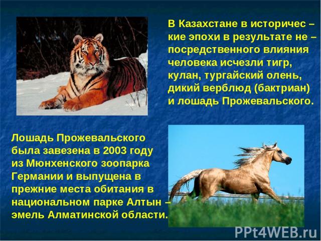 В Казахстане в историчес – кие эпохи в результате не – посредственного влияния человека исчезли тигр, кулан, тургайский олень, дикий верблюд (бактриан) и лошадь Прожевальского. Лошадь Прожевальского была завезена в 2003 году из Мюнхенского зоопарка …