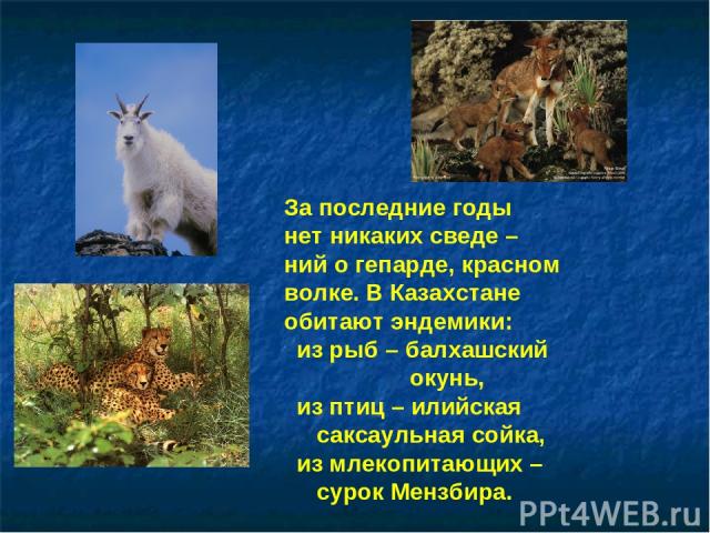 За последние годы нет никаких сведе – ний о гепарде, красном волке. В Казахстане обитают эндемики: из рыб – балхашский окунь, из птиц – илийская саксаульная сойка, из млекопитающих – сурок Мензбира.