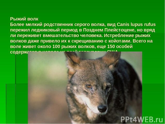 Рыжий волк Более мелкий родственник серого волка, вид Canis lupus rufus пережил ледниковый период в Позднем Плейстоцене, но вряд ли переживет вмешательство человека. Истребление рыжих волков даже привело их к скрещиванию с койотами. Всего на воле жи…
