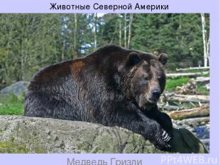 Медведь Гризли Животные Северной Америки