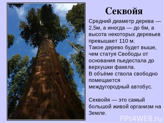 Секвойя Средний диаметр дерева — 2,5м, а иногда — до 6м, а высота некоторых деревьев превышает 110 м. Такое дерево будет выше, чем статуя Свободы от основания пьедестала до верхушки факела. В объёме ствола свободно помещается междугородный автобус. …