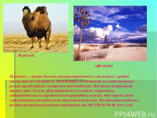 Верблюд. эфемеры Пустыня – группа биомов, распространённых в областях с крайне з
