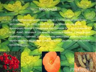 Молочай 1) (Euphorbia) род многолетних трав и кустарников семейства молочайных.