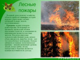 Лесные пожары Большой урон лесному хозяйству области приносят пожары, которые не