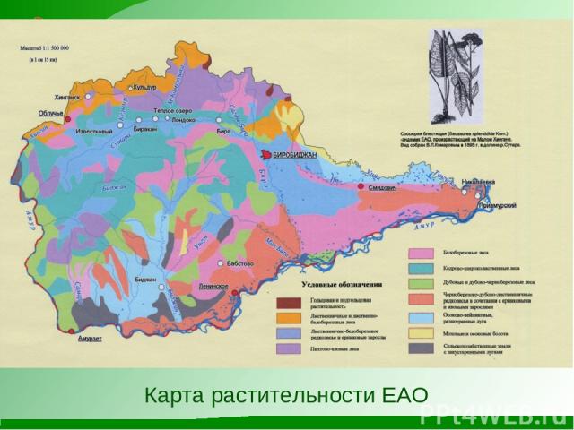 Карта растительности ЕАО