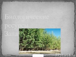 Биологические ресурсы Западной Сибири. 900igr.net