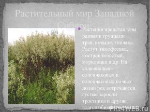 Растительный мир Западной Сибири. Растения представлены разными группами трав, к