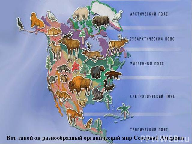 Вот такой он разнообразный органический мир Северной Америки