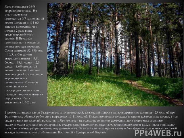 Леса составляют 36% территории страны. На душу населения приходится 0,7 га покрытой лесом площади и 111 м3 запасов древесины, что почти в 2 раза выше среднеевропейского уровня. В Беларуси произрастают в основном ценные породы деревьев. Сосна занимае…