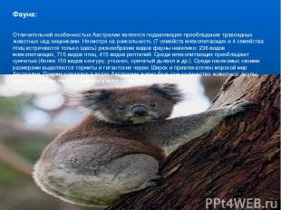 Фауна: Отличительной особенностью Австралии является подавляющее преобладание тр