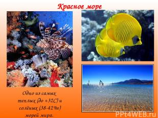 Красное море Одно из самых теплых (до +32С) и солёных (38-42‰) морей мира.