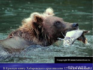 В Красную книгу Хабаровского края внесены 127 видов животных