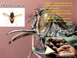 Муха цеце. Цеце — род насекомых из семейства мух, обитают в тропической и субтро