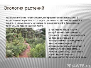 Экология растений Казахстан богат не только лесами, но и равнинными пастбищами.