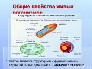 Общие свойства живых организмов Клетка является структурной и функциональной еди