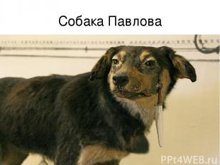Собака Павлова