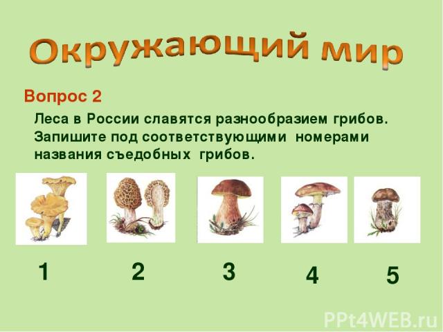 Леса в России славятся разнообразием грибов. Запишите под соответствующими номерами названия съедобных грибов. Вопрос 2 1 2 3 4 5