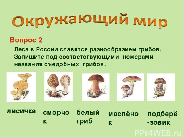 Леса в России славятся разнообразием грибов. Запишите под соответствующими номерами названия съедобных грибов. Вопрос 2 лисичка сморчок белый гриб маслёнок подберё-зовик