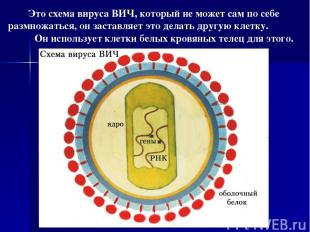 Это схема вируса ВИЧ, который не может сам по себе размножаться, он заставляет э
