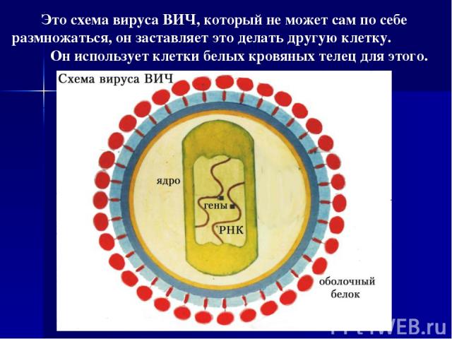 Это схема вируса ВИЧ, который не может сам по себе размножаться, он заставляет это делать другую клетку. Он использует клетки белых кровяных телец для этого.