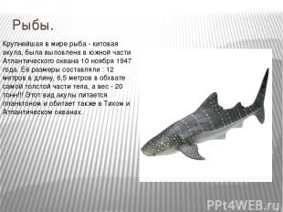 Рыбы. Крупнейшая в мире рыба - китовая акула, была выловлена в южной части Атлан